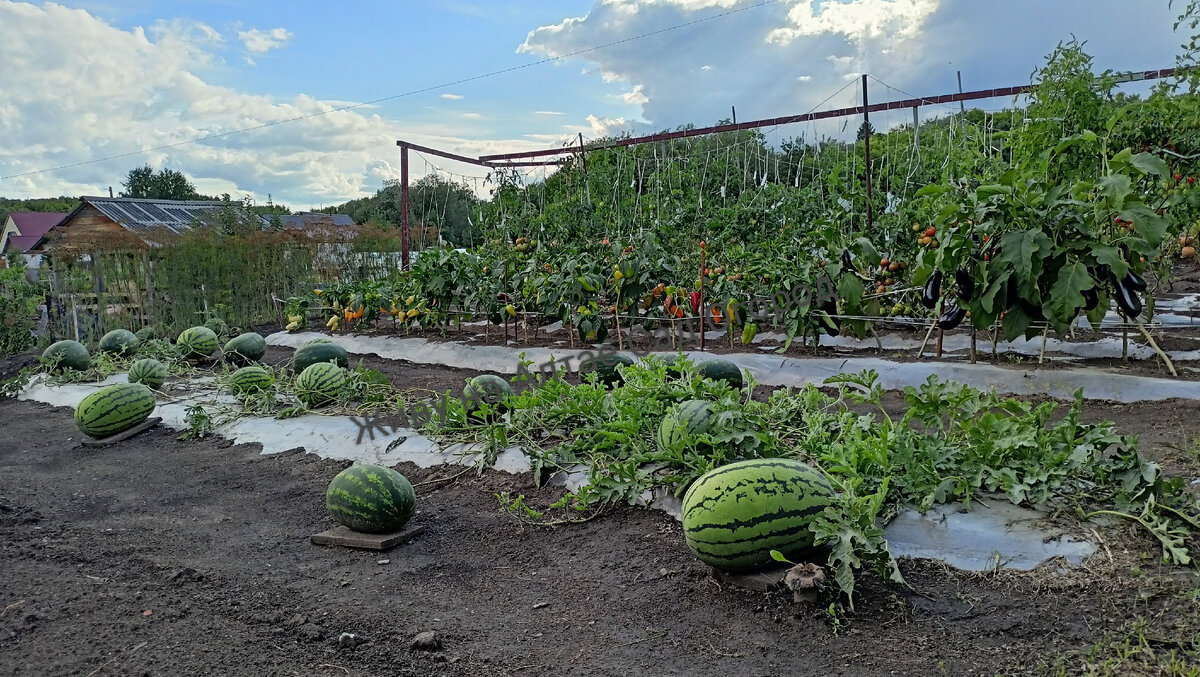 сезон 2023 за день до полного сбора урожая. Август