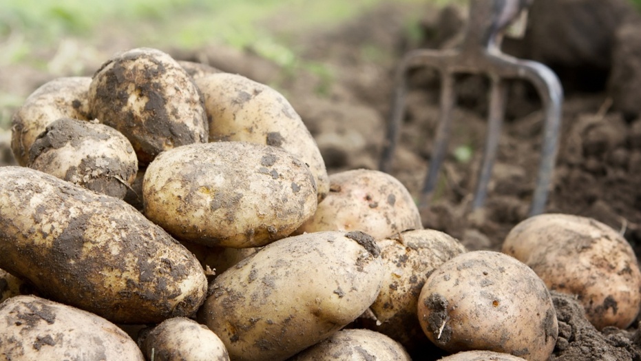 Удобрение для картофеля по рецепту моей бабушки — что положить в лунку, чтобы было «не отбиться» от урожая