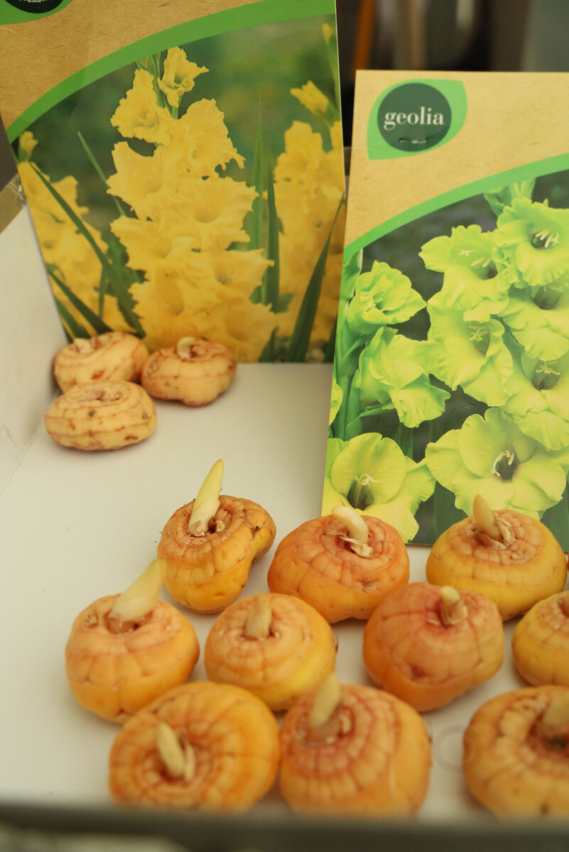 желтые и салатовые