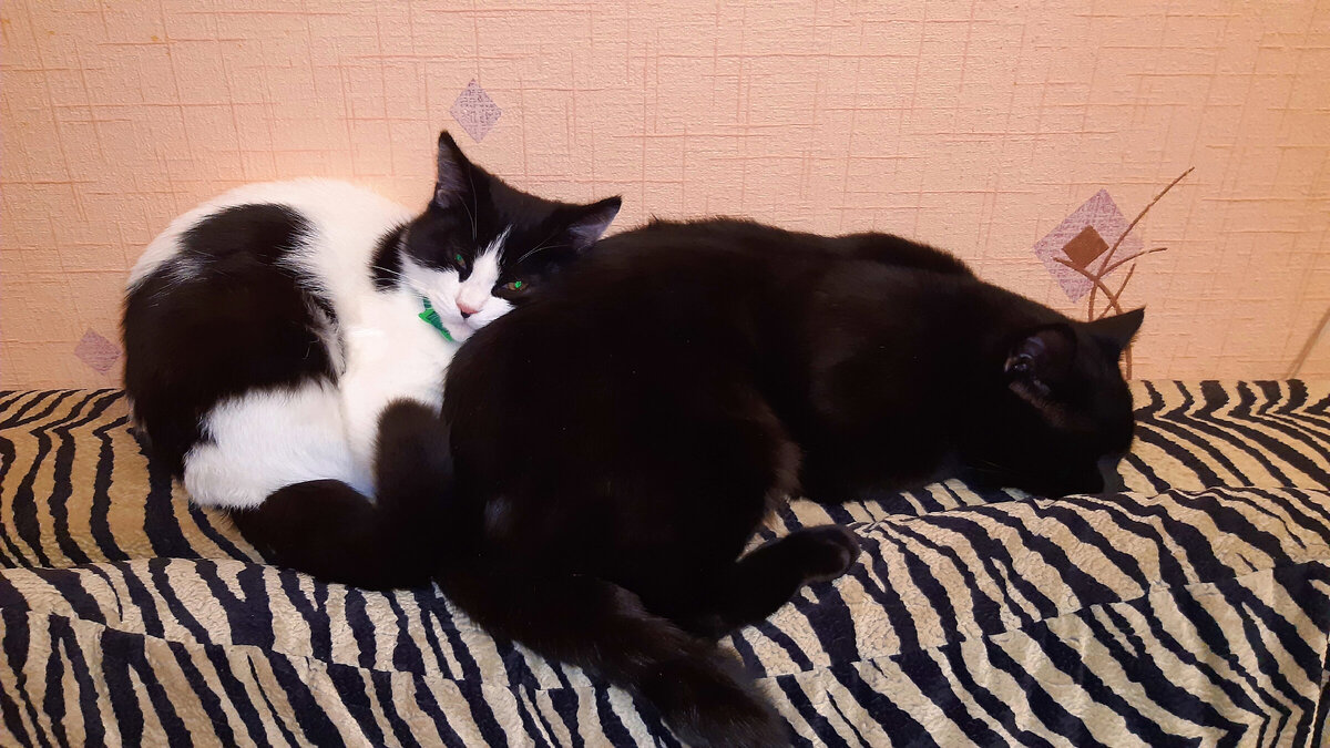 Черныш и Максик