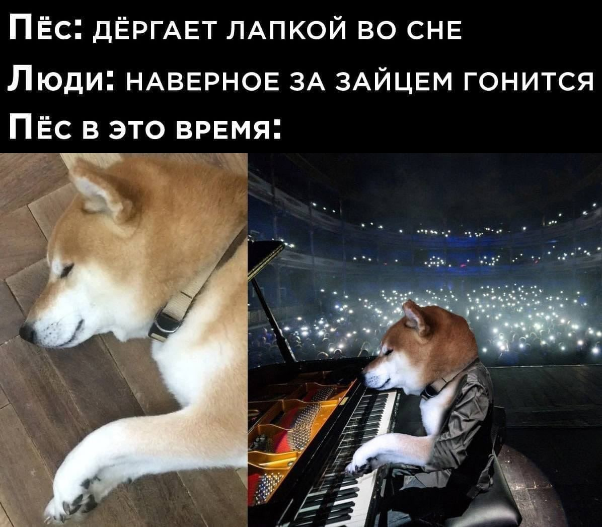 https://telegram.me/LaQeque/23855 #memes #mem #мем #мемы #мемасики Sleep meme fu