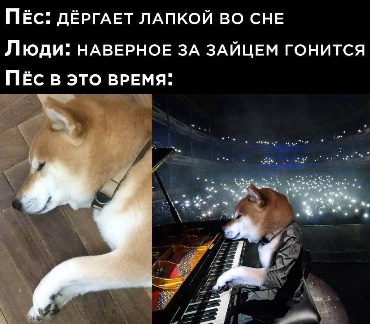 В Японии умерла собака из мемов про Doge - Чемпионат