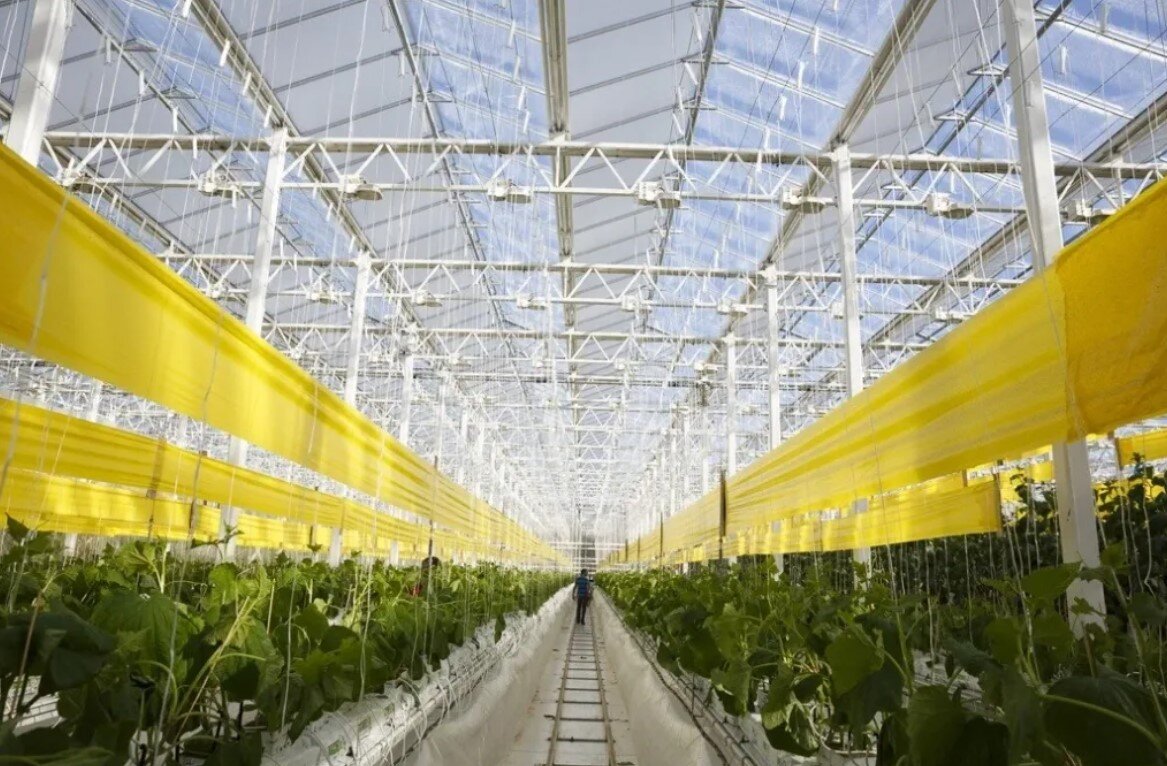 Желтая клеевая лента в теплице