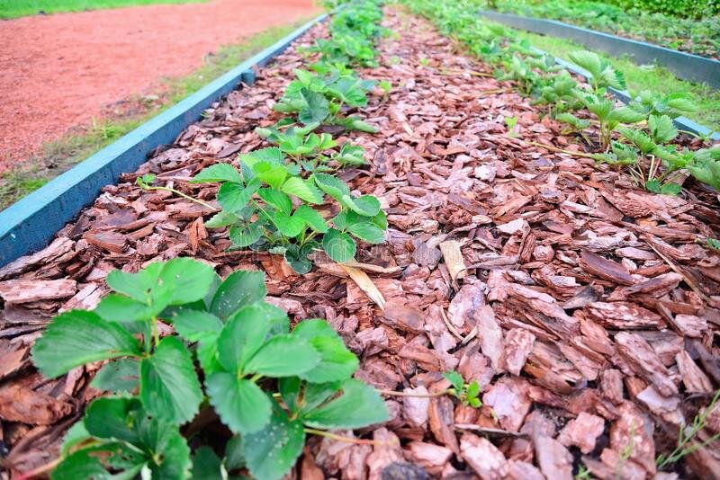 Источник фото: Яндекс Картинки