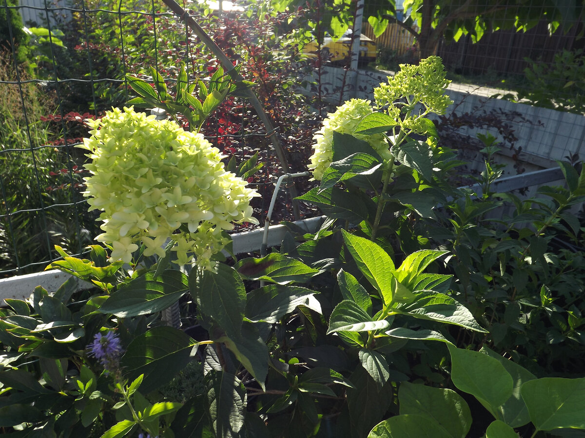 Цветение молодой гортензии "Скайфолл", купленной весной, на молодых побегах от корня (на старых уже отцвела), август 2023