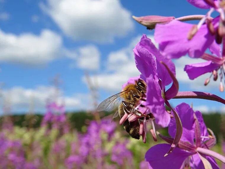 Широкое разнообразие растений в тайге позволяет создавать неповторимый алтайский мед 