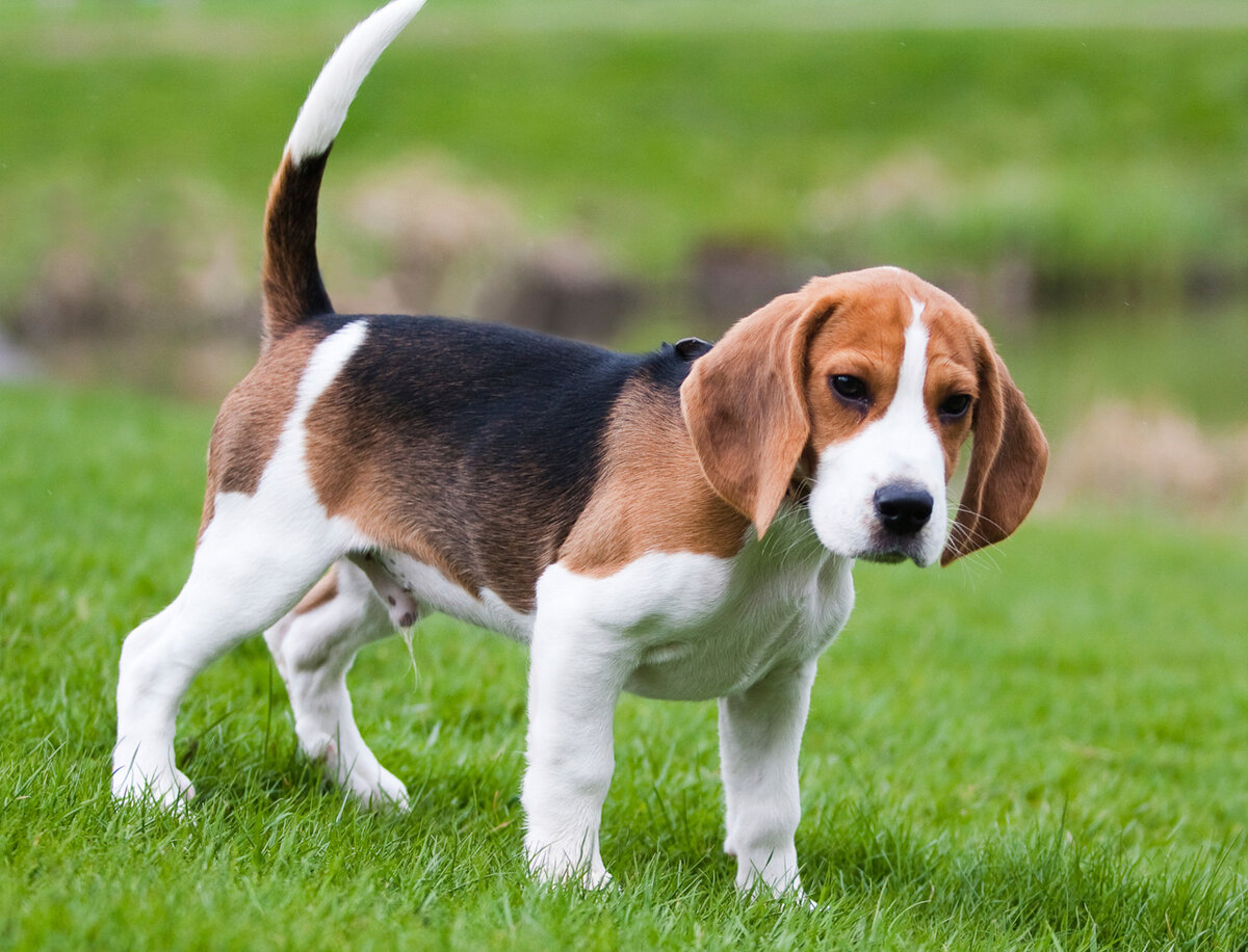 https://yesofcorsa.com/wp-content/uploads/2017/03/Beagle-Photo.jpg