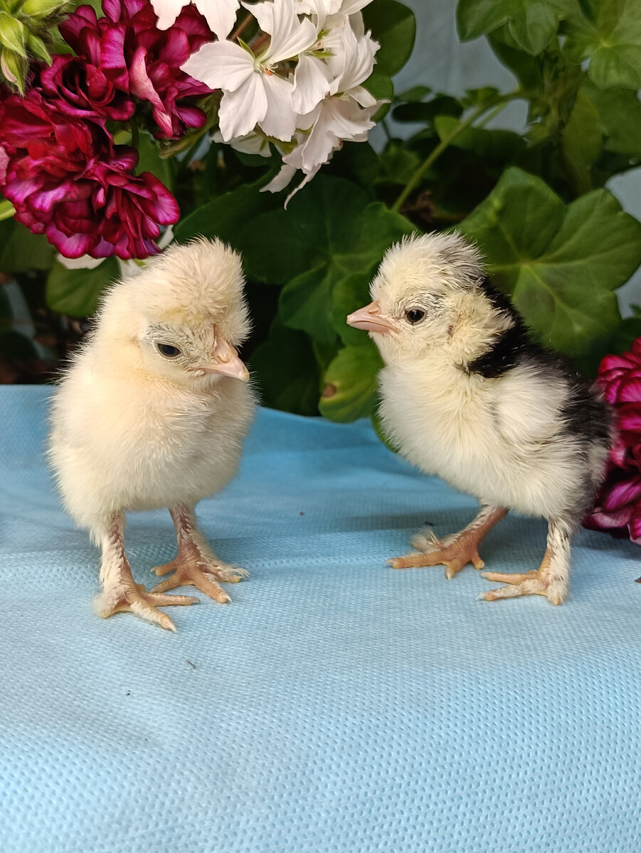 Фото от автора. Нам сутки! Поздравляйте нас