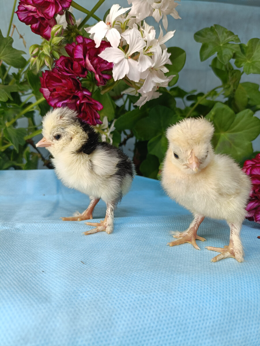 Фото от автора. 