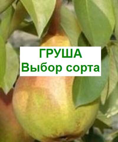 аптекарская груша