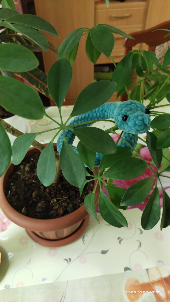 Фото от 27 июля 2023 года. Шеффлера  со змеюкой)) Всё как в тропиках! 