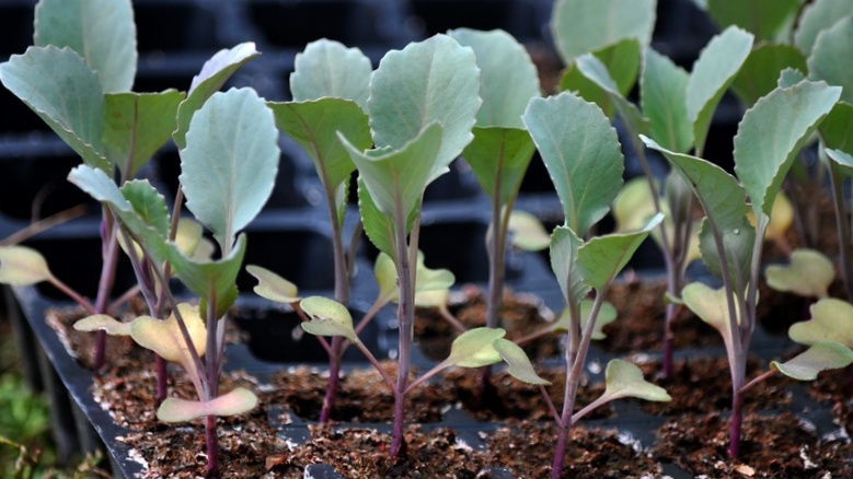 Соседка продаёт рассаду. Пользуюсь её советами, и у меня теперь «шикарная» рассада капусты (урожай некуда девать)