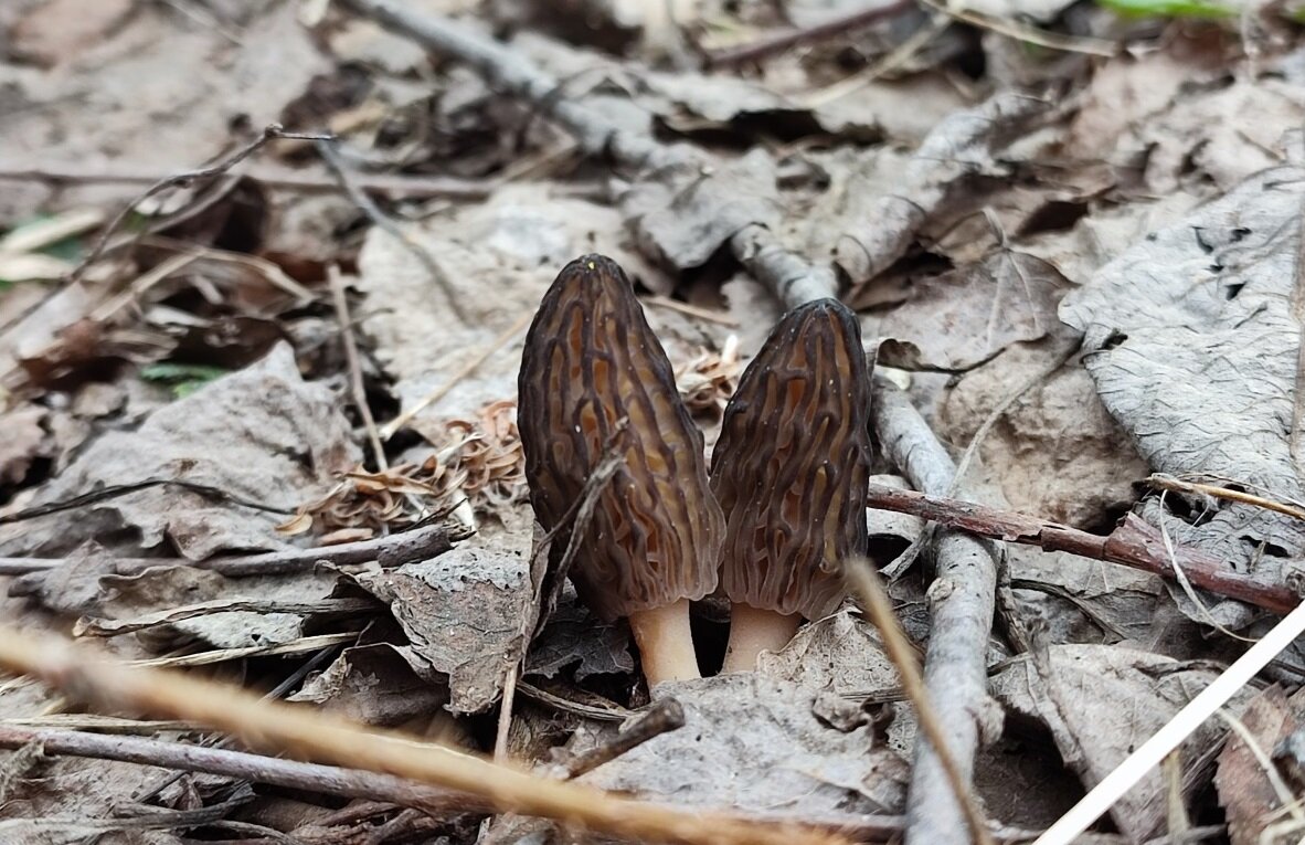 Сморчок конический. Morchella esculenta.