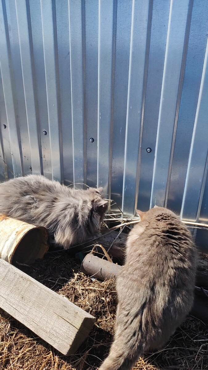 Фунтик и Лордик