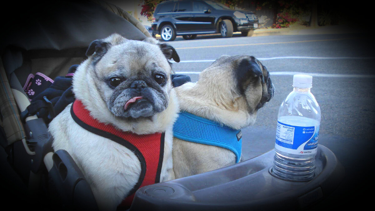 Собаки в детской коляске