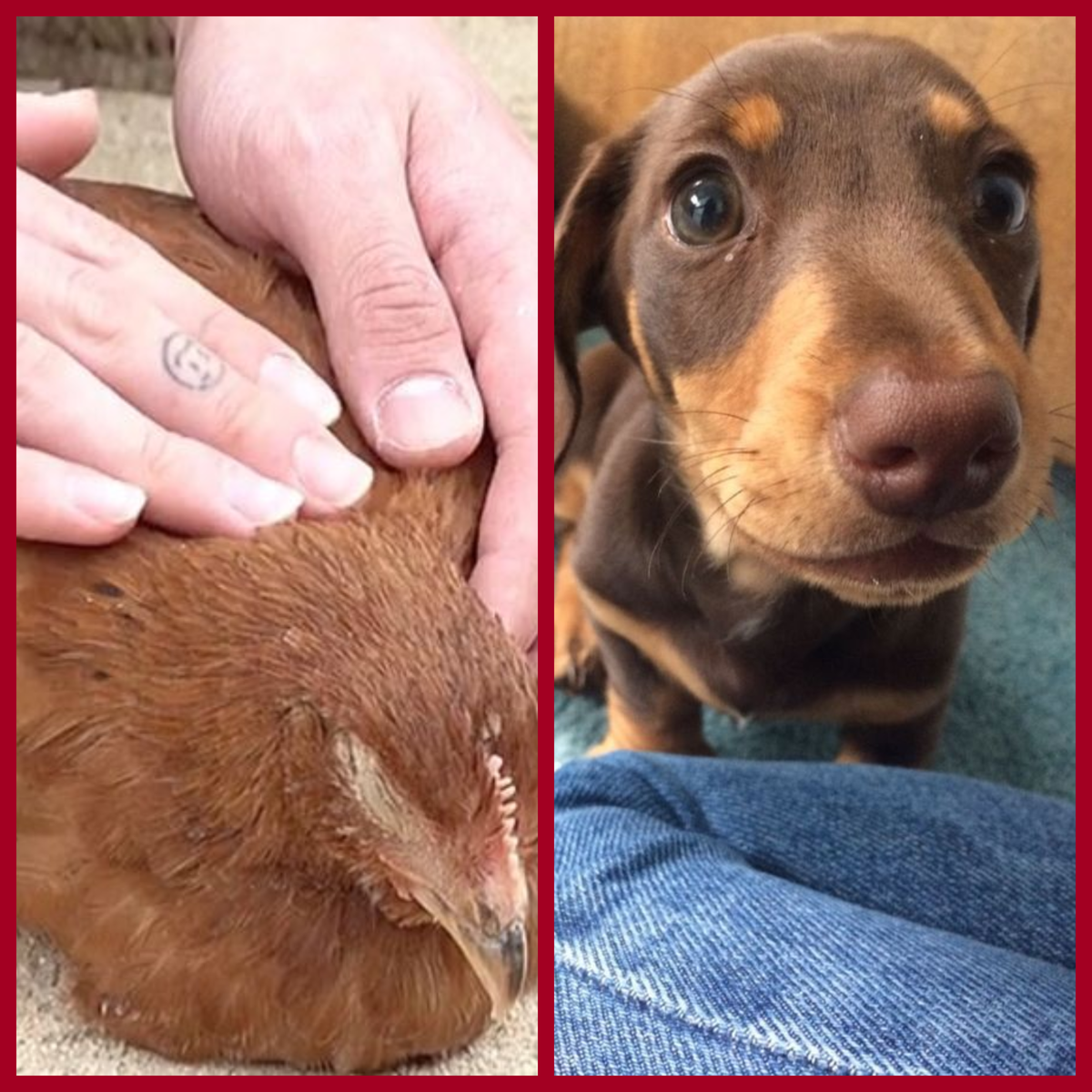 Курица... собака  ... а сам то где?