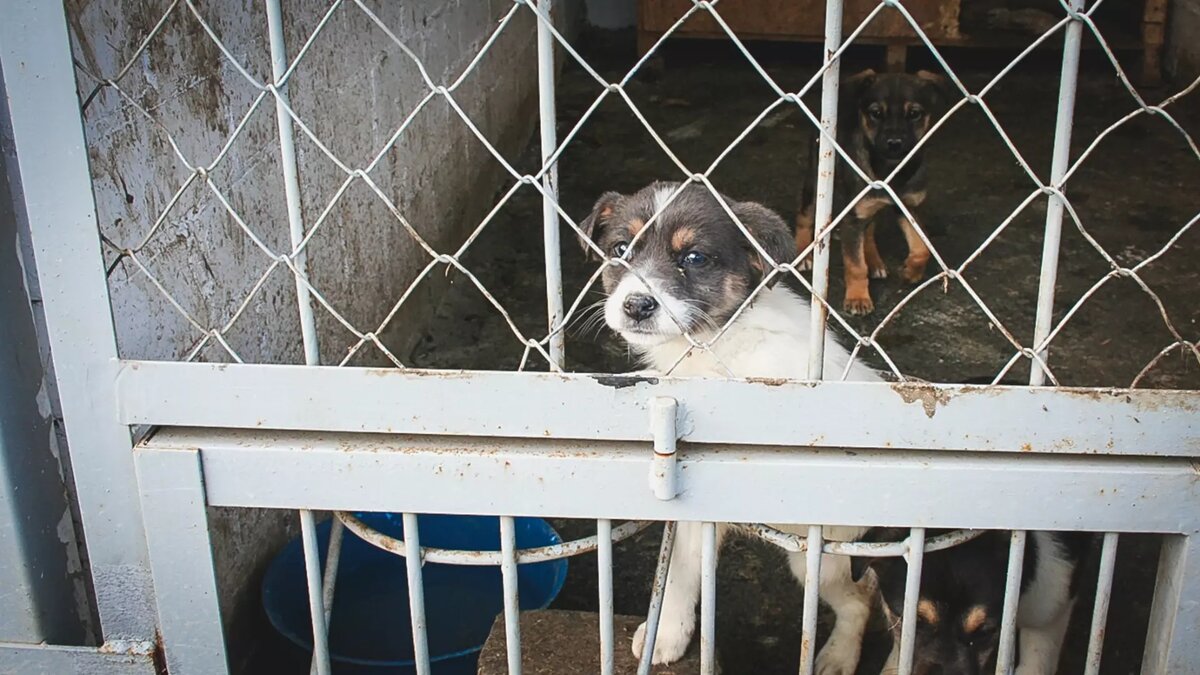     Больную собаку нашли в мусорном баке. Сейчас ее здоровьем занимаются ветеринары.