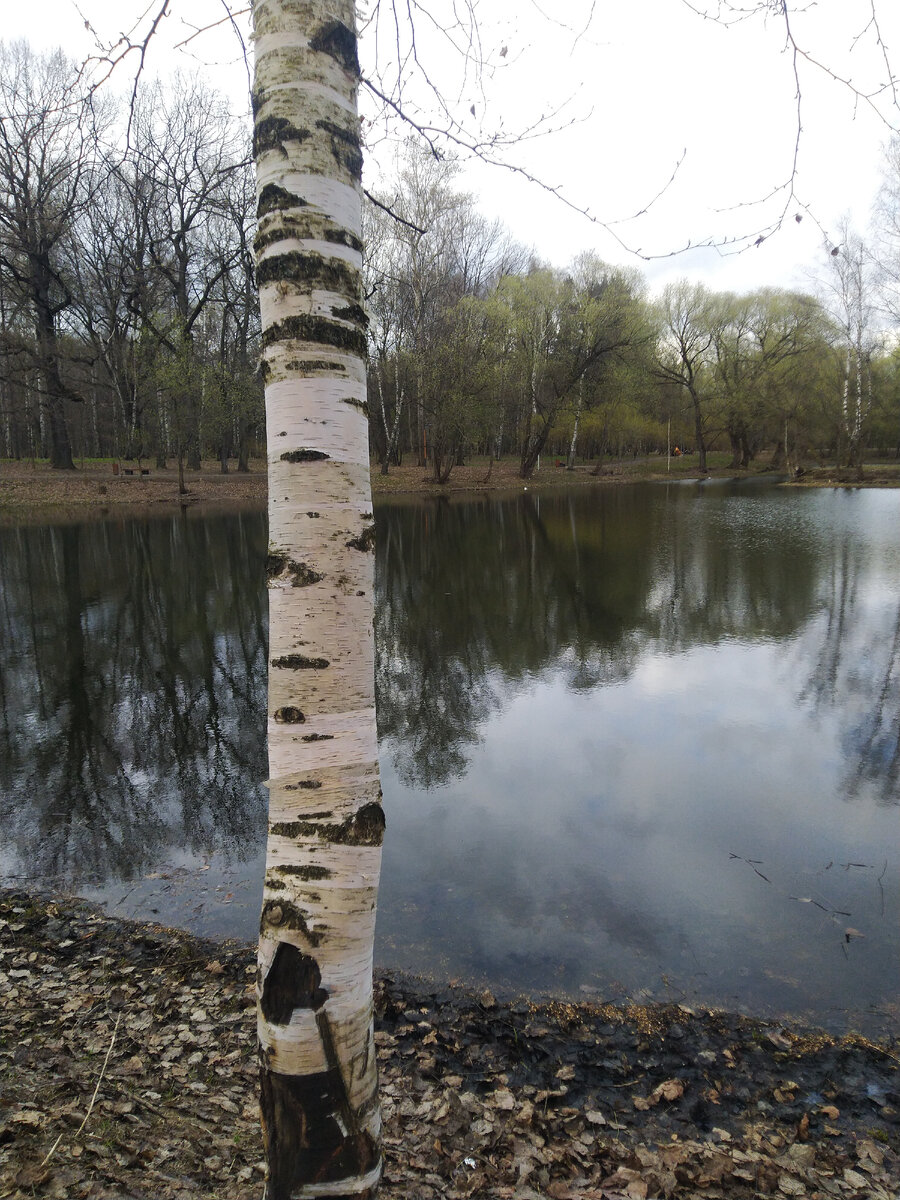 Та самая берёза.