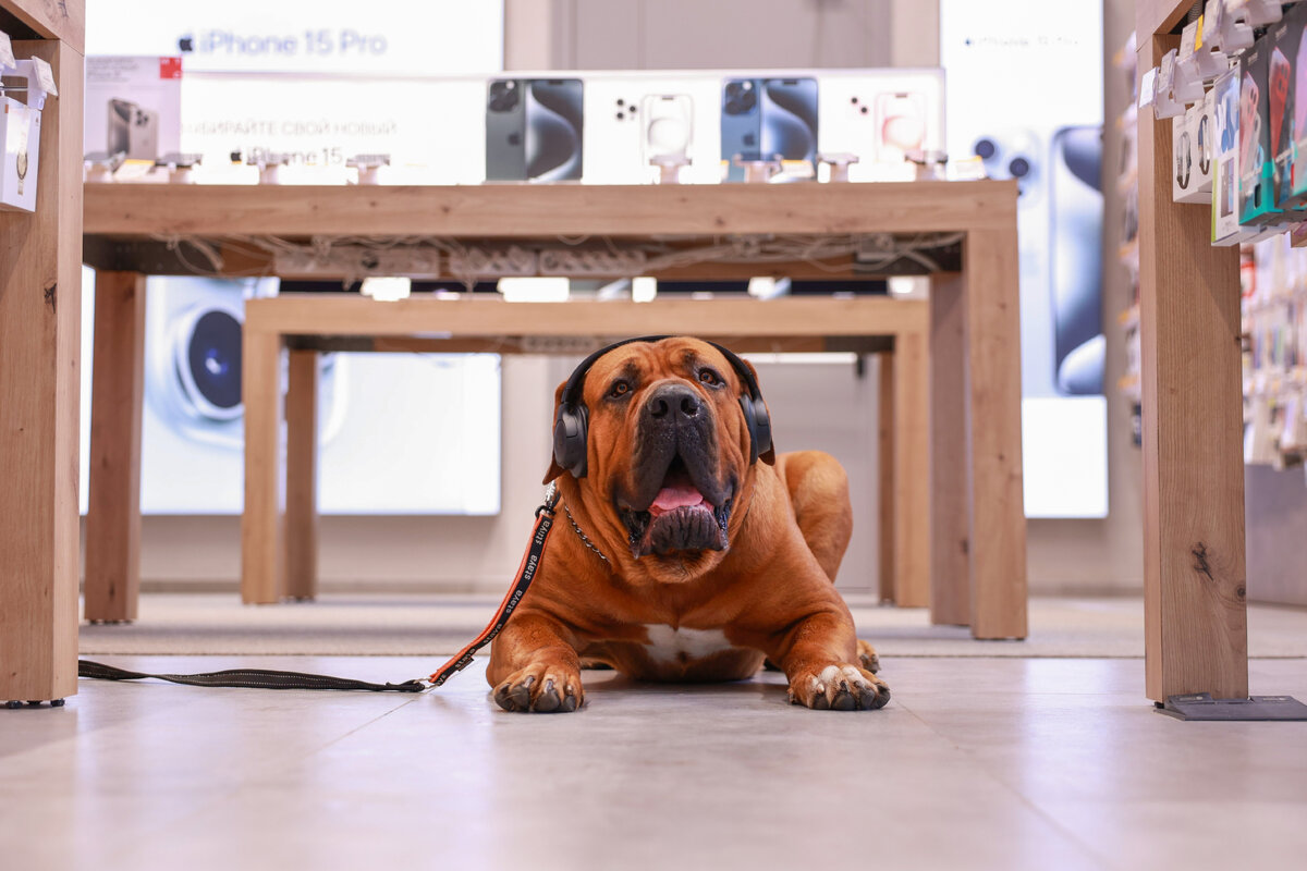 Иллюстрация: МТС  📷
