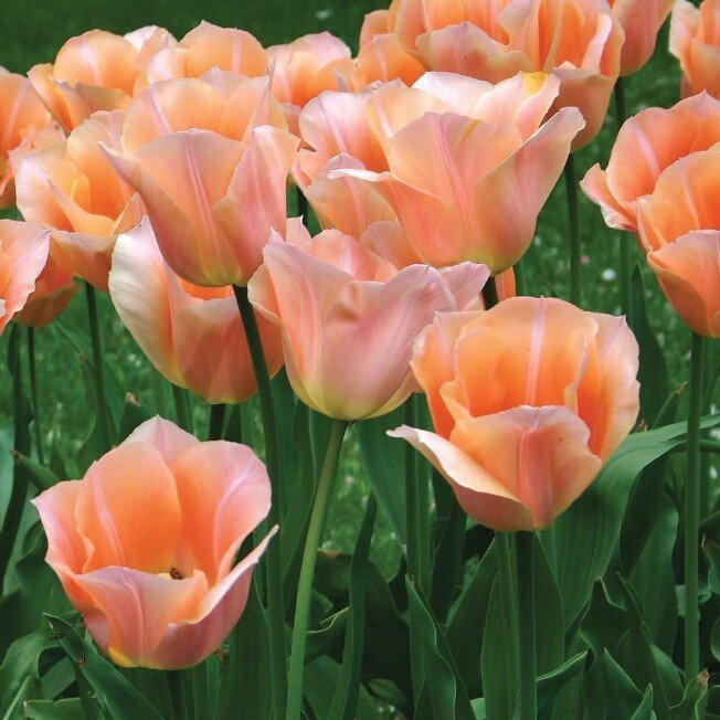 20 штук таких планировалось (фото из общедоступных источников)