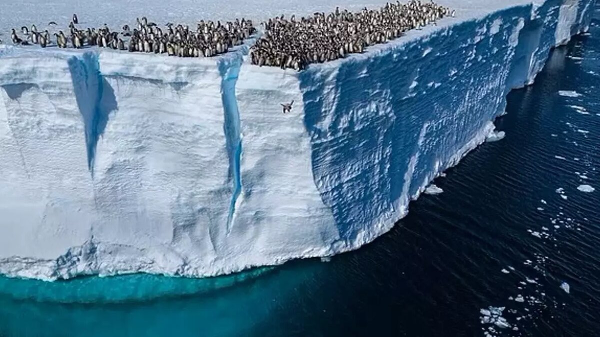 Пингвины показали класс в хайдайвинге: National Geographic случайно снял  редкое видео | НОВЫЕ ИЗВЕСТИЯ | Дзен