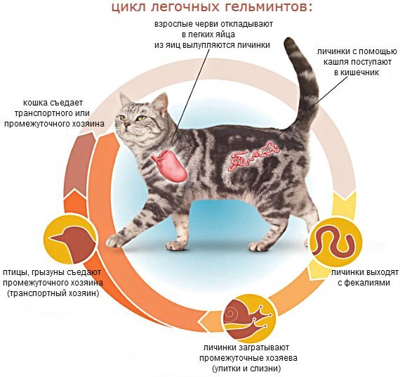 Глисты у котов и кошек: виды, симптомы, диагностика и лечение