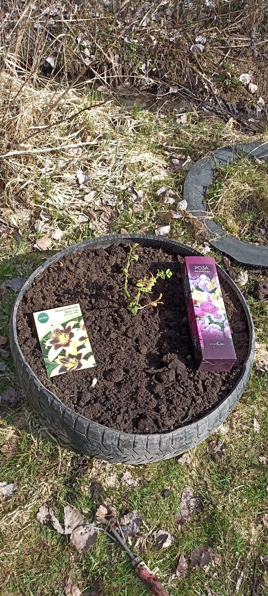 Роза Флорибунда