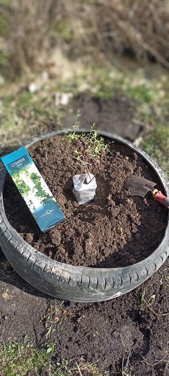 Спирея серая