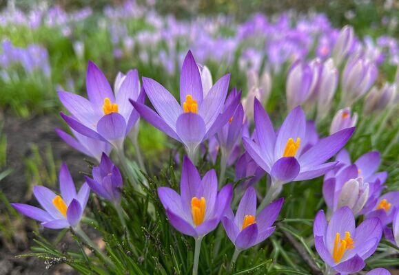 © AFP 2024/David Gannon