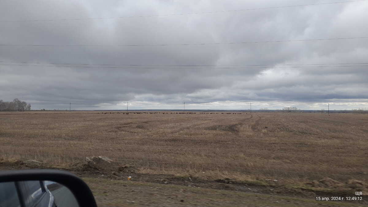 баранов на поле как насыпано 