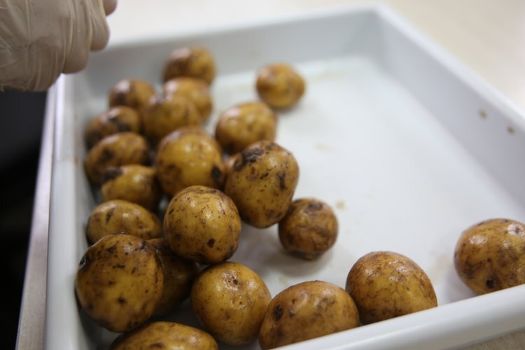    Чем обработать клубни картофеля перед посадкой: химические и биологические средства