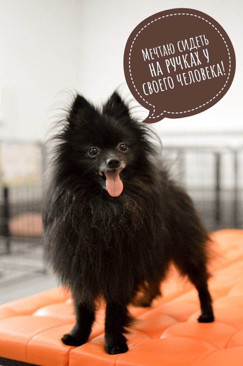 ДОМИК МЕЛКАШЕЙ - ПРИЮТ МАЛЕНЬКИХ СОБАК