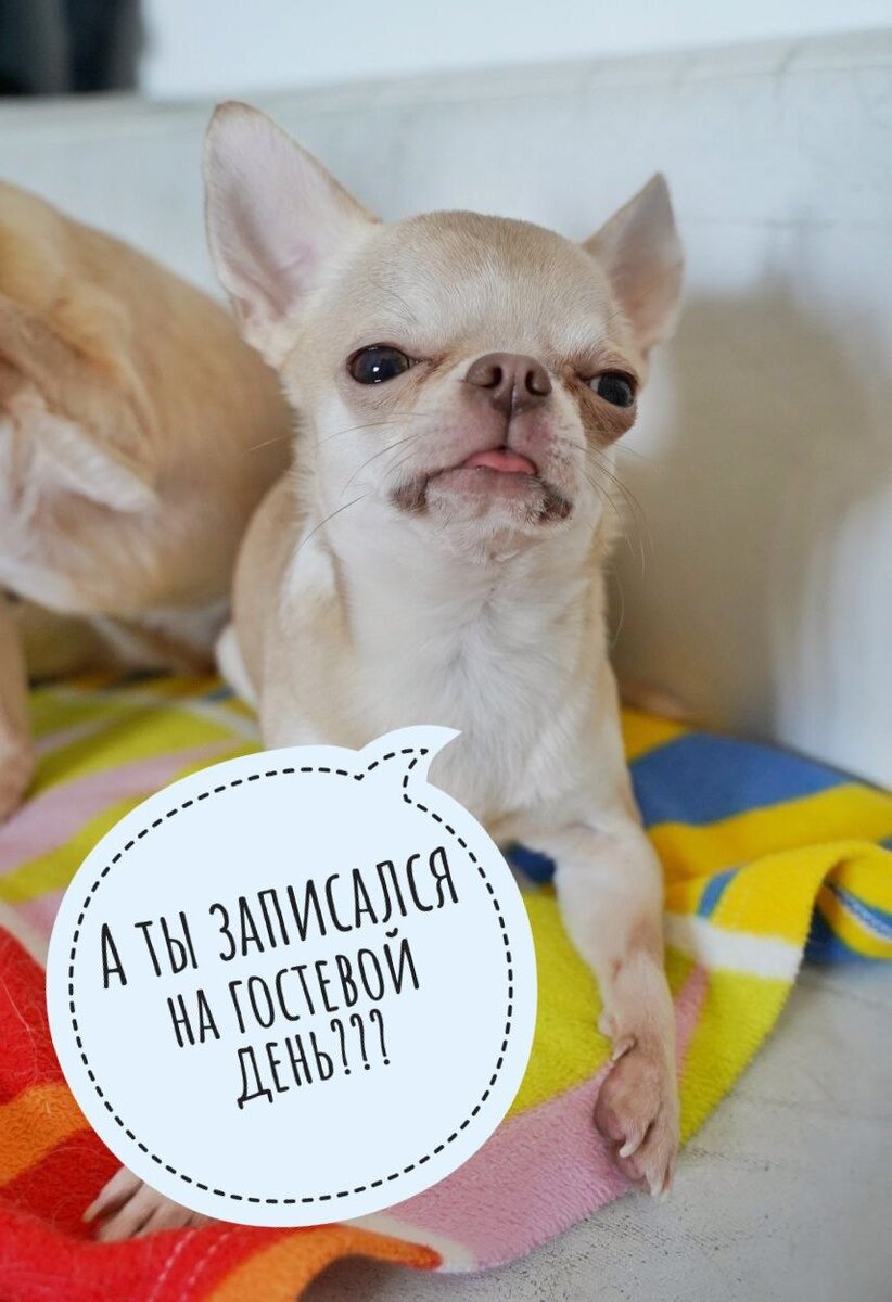 ДОМИК МЕЛКАШЕЙ - ПРИЮТ МАЛЕНЬКИХ СОБАК