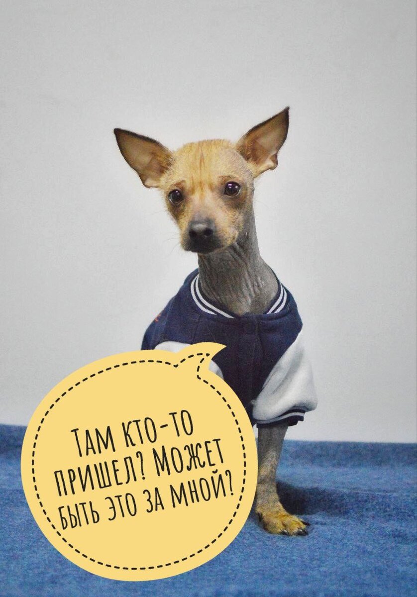 ДОМИК МЕЛКАШЕЙ - ПРИЮТ МАЛЕНЬКИХ СОБАК