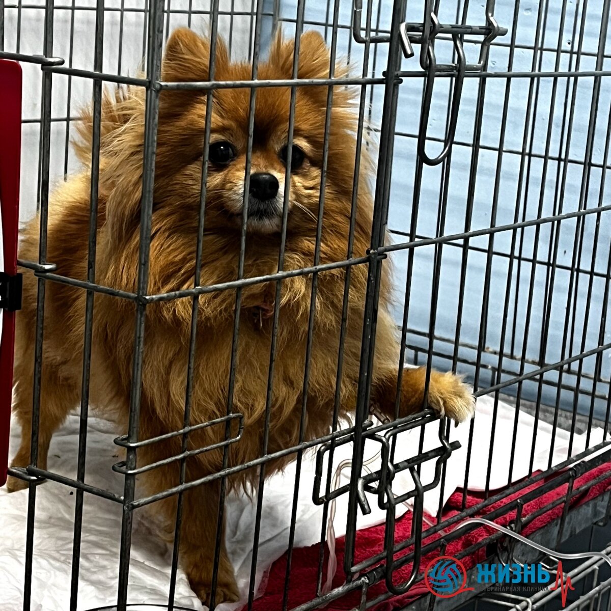 Ветклиника Калуга. 