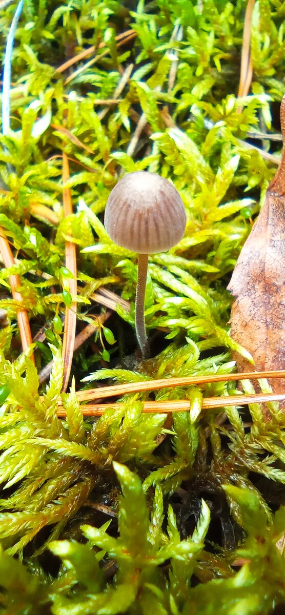 Мицена молочная.