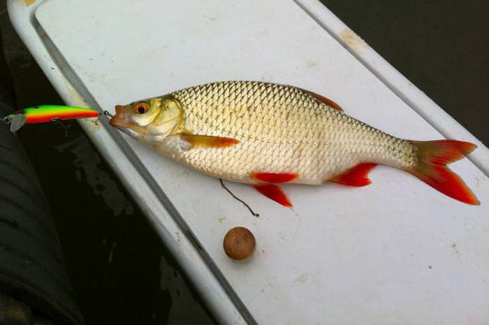 Фото с сайта: https://kremlinvorota.ru/wp-content/uploads/krasnoperka5.jpg