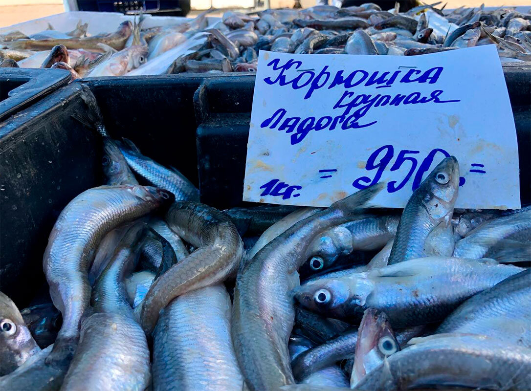 В этом году расходы на рыбалку заметно выросли.  Фото: Фото: ФедералПресс / Кирилл Конторщиков