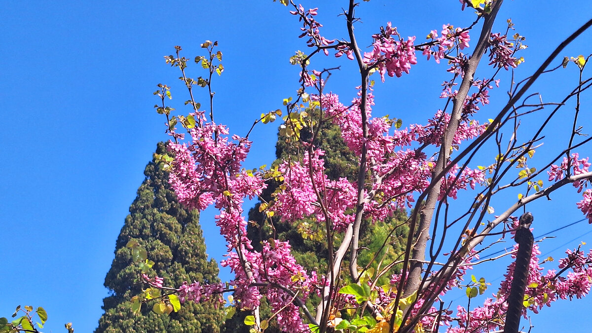Фото  моё, позавчерашнее))