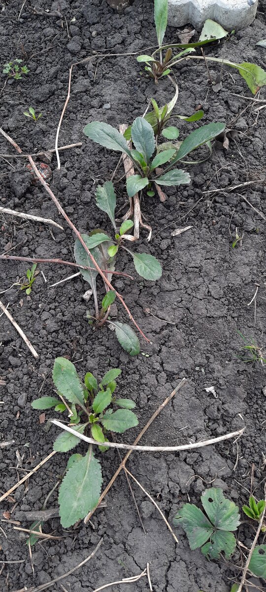 Мои крупноцветковые ромашки, посаженные прошлым летом через рассаду. Надеюсь  увидеть в этом ооду их цветение.