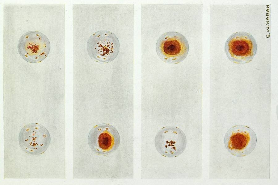 Лоренс Снайдер, 1929 год. Группы крови Фото: Wellcomeimages.com