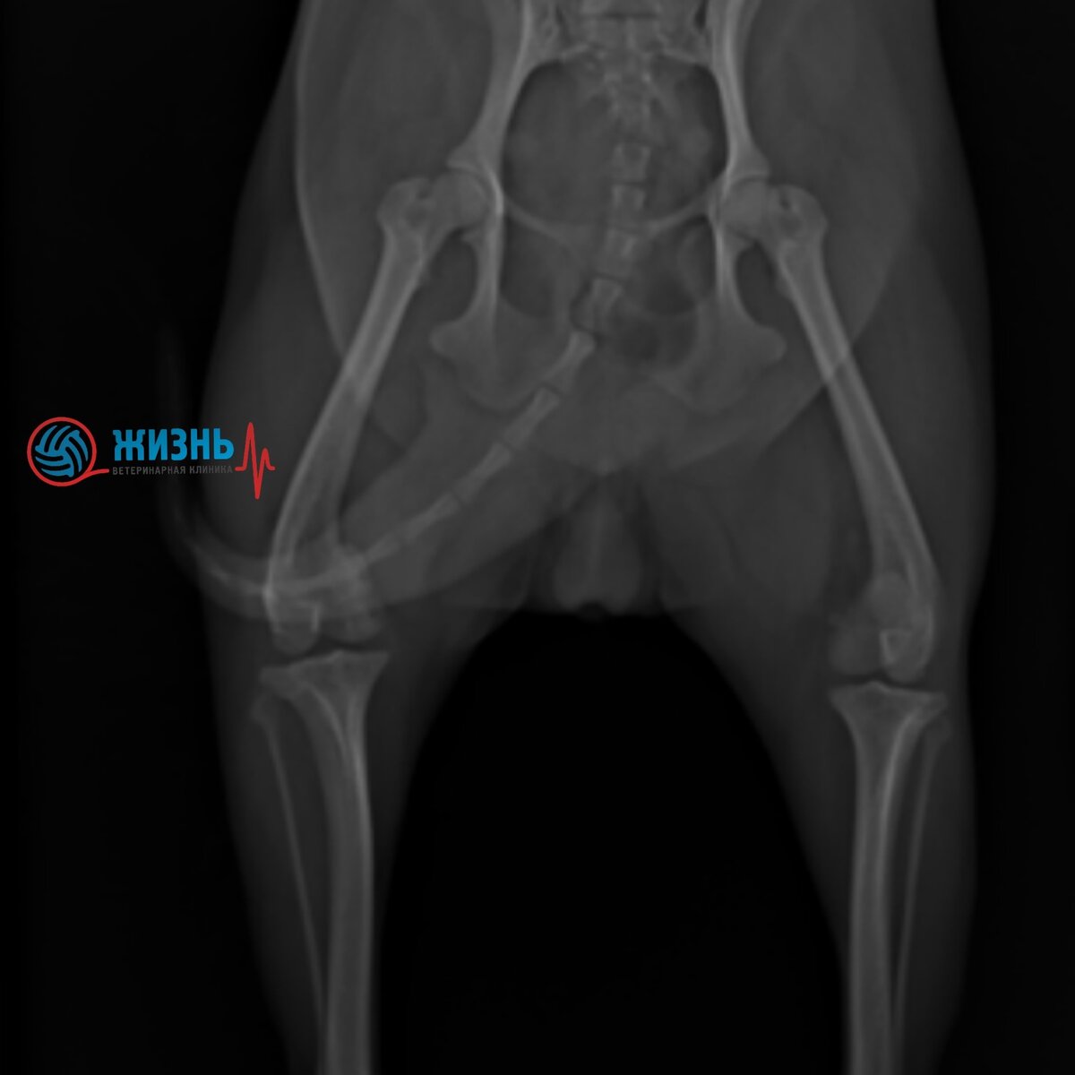 Вывих каленной чашечки у собак на рентгене.
