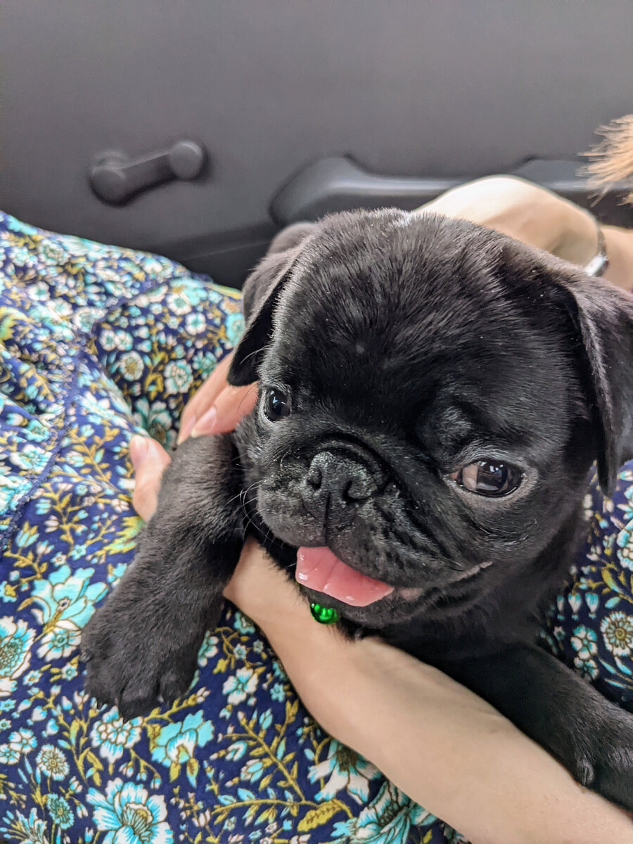 Я везу Блэки в новый дом