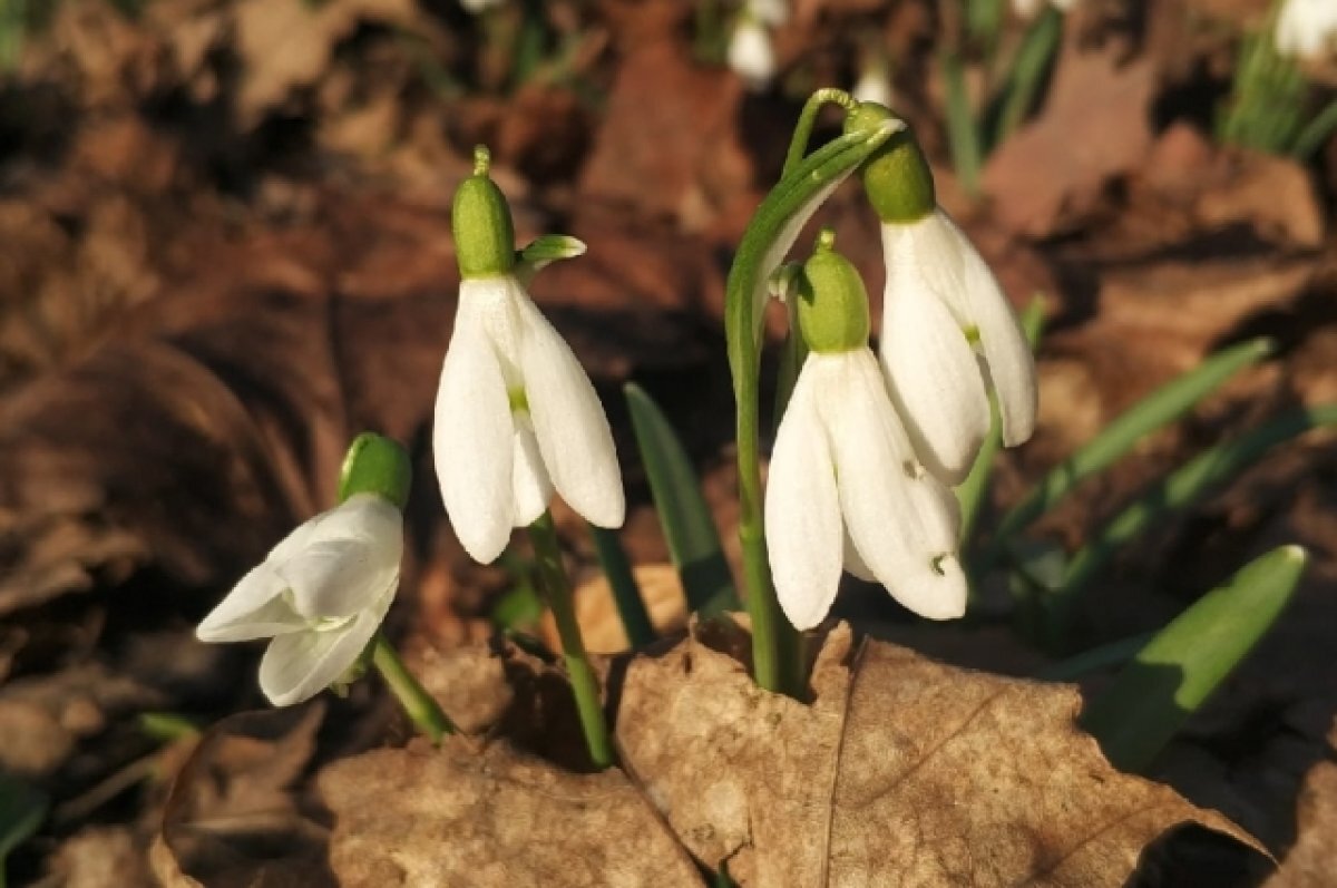    По предварительному прогнозу, 18 и 19 апреля температура может подняться до +21...+26 градусов