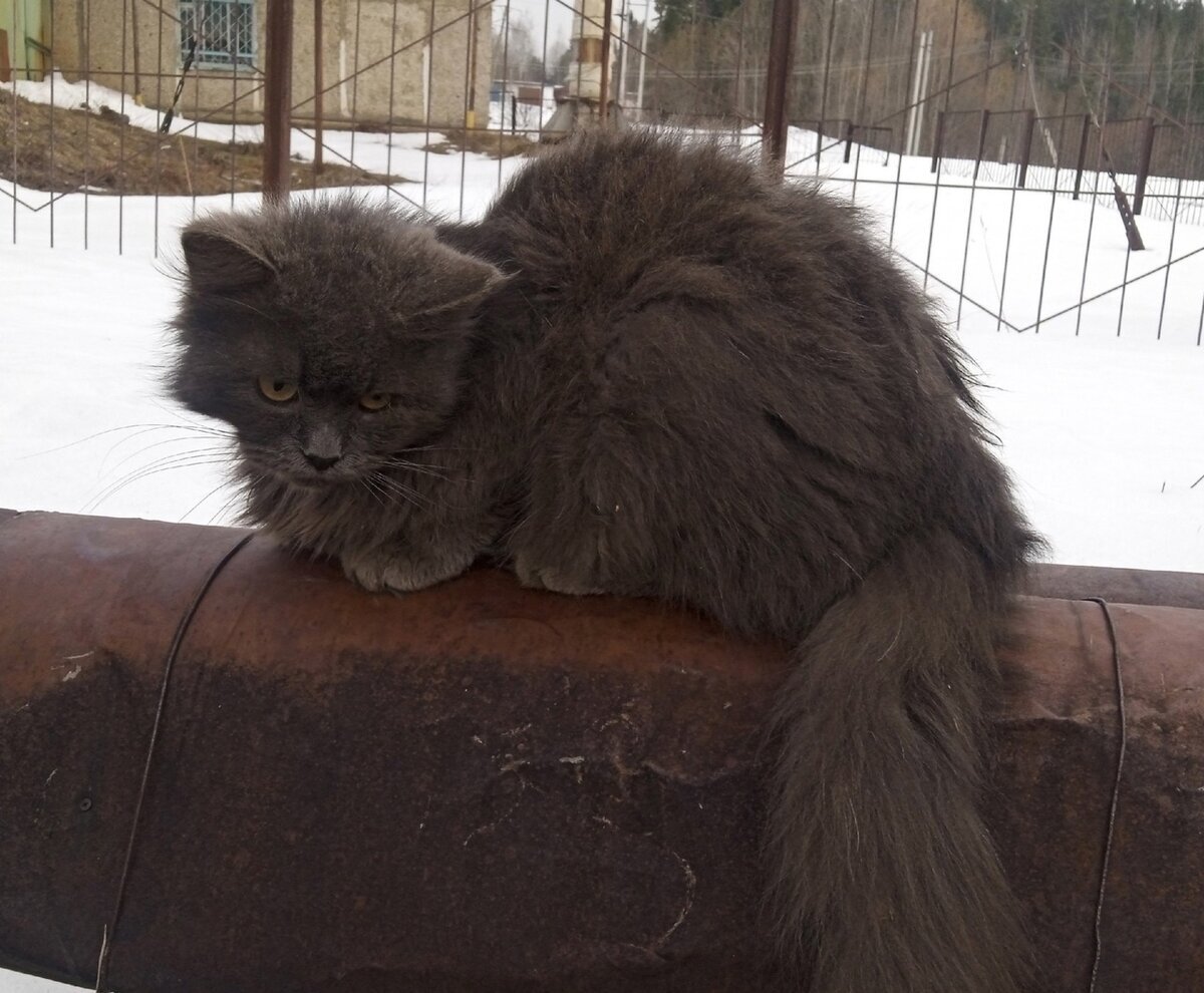 В течение месяца кот сидел на одном и том же месте и с укором взирал на людей