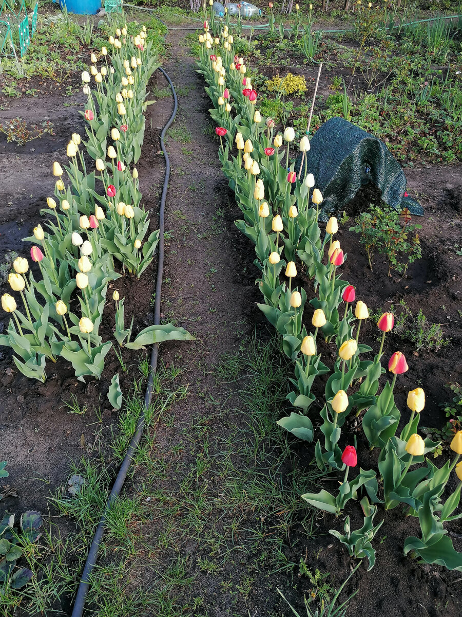 Тюльпановая аллея