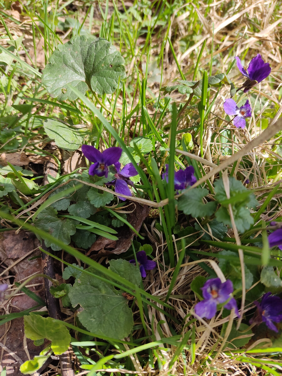 Душистая фиалка, очень тонко и приятно пахнет, детишки были в восторге.