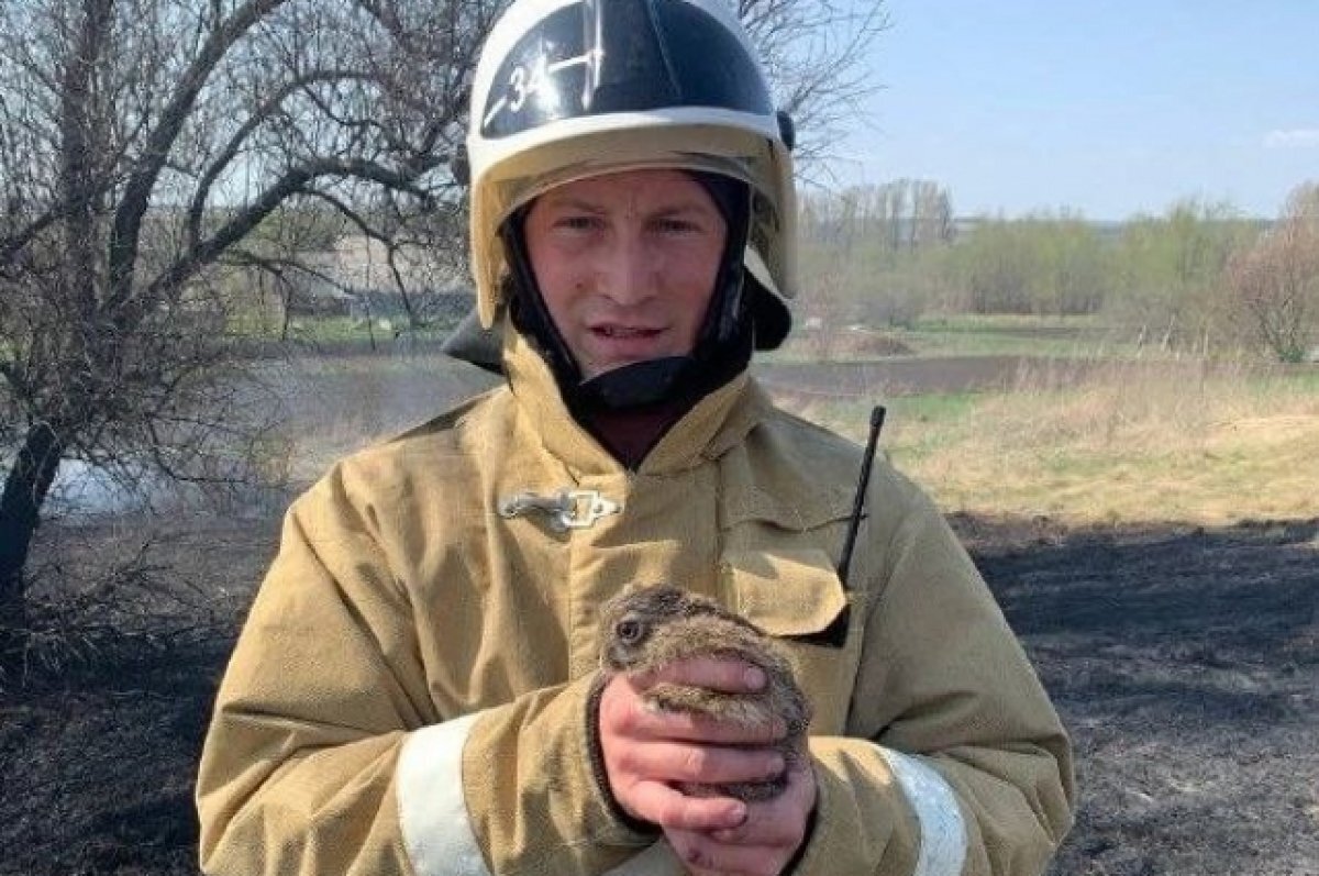    МЧС спали зайчонка во время пожара в Белгородской области