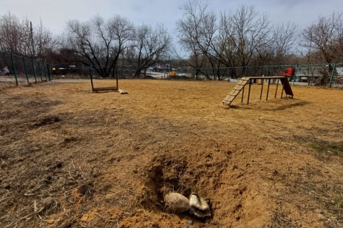    В Туле появятся новые площадки для выгула собак