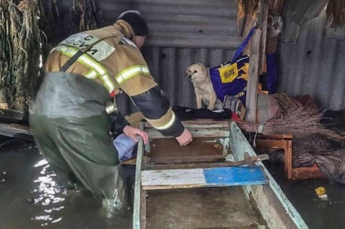    Зоозащитники просят не бросать животных в зонах затопления.